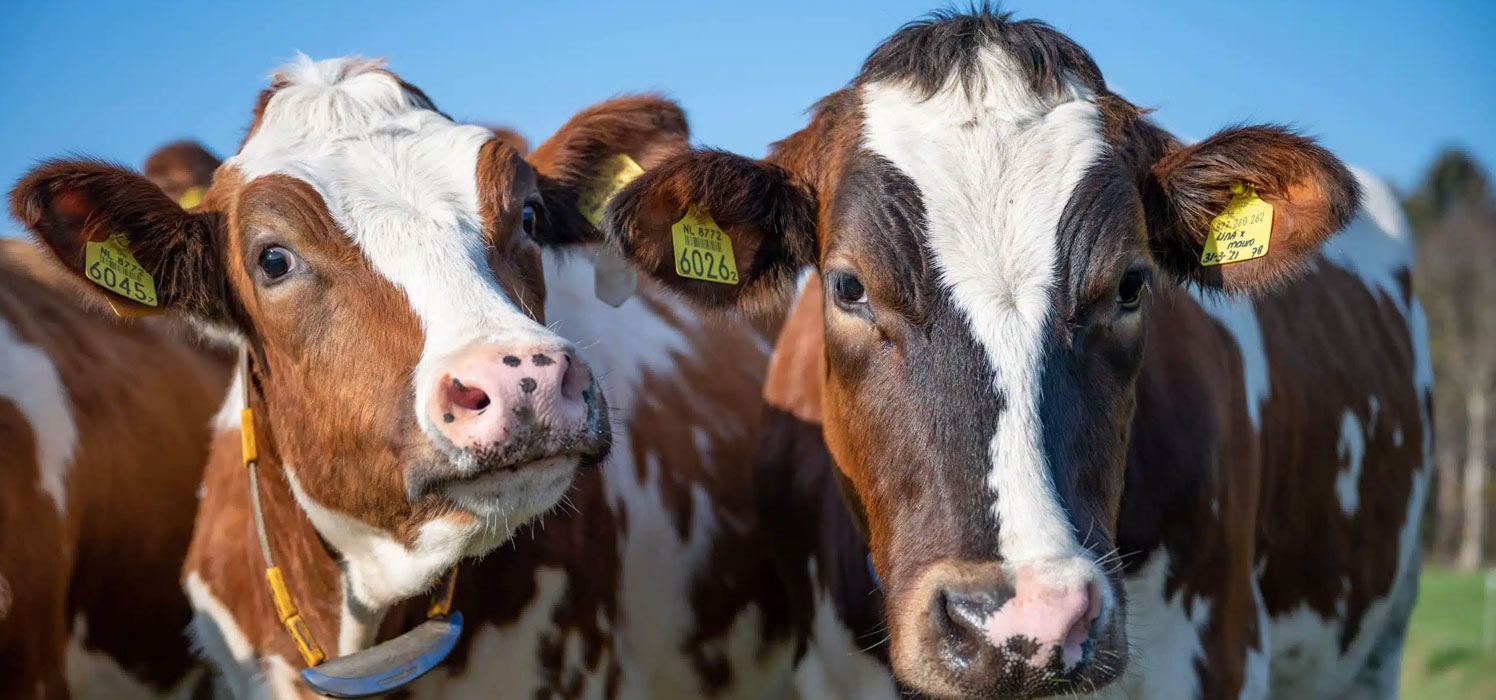 Animal Husbandry - DFX Agri Multi Trade 