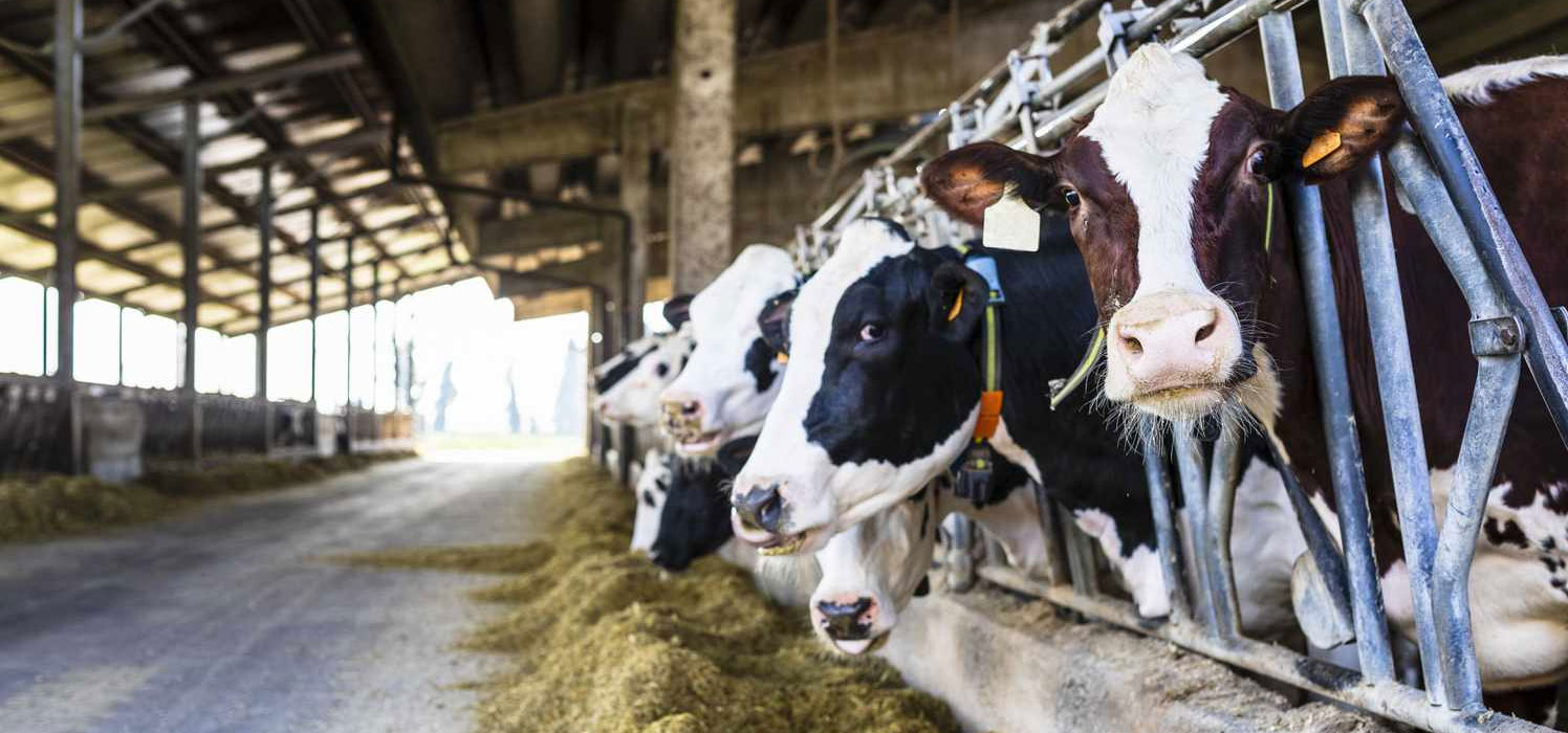 Dairy Farming & Manufacturing - DFX Agri Multi Trade