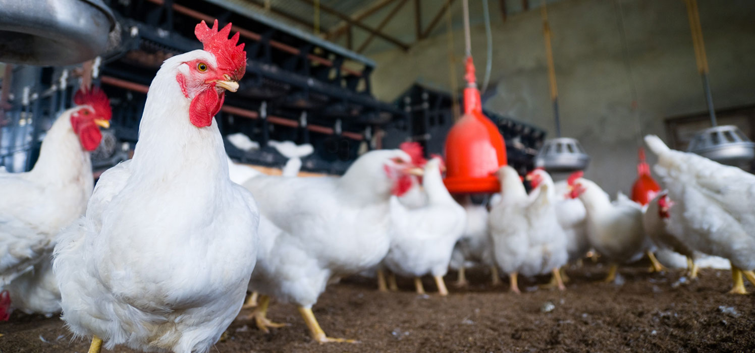 Poultry Farming - DFX Agri Multi Tread